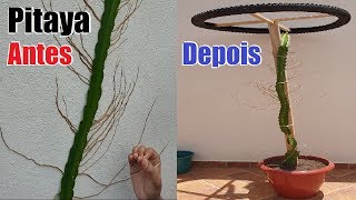 Como Plantar Pitaya da Forma Correta em Vaso com Pneu de apoio [upl. by Bondon]