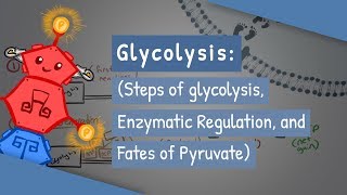 Glycolysis Steps of glycolysis Enzymatic Regulation and Fates of Pyruvate [upl. by Nnylak]