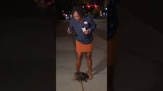 Puppy interrupts live hit for News10NBC reporter [upl. by Nirrol]