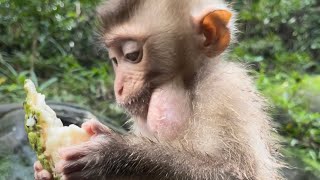 Somnang monkey eat fruit near water fall so relaxing [upl. by Haram]