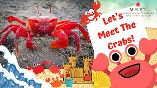 Lets Learn About Crabs  preschool learning videos 4 kids types of crabs crab walk [upl. by Eiramlatsyrk]