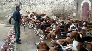 Crazy feeding frenzy with the hounds at Chateau Cheverny [upl. by Libb]