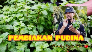 CARA PEMBIAKAN DAN PENANAMAN DAUN PUDINA keratan batang [upl. by Tedmann922]