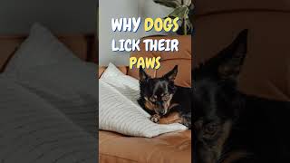 WHY DOGS LICK THEIR PAWS shorts [upl. by Farly549]