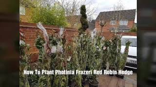 How To Plant A Photinia Red Robin Hedge [upl. by Lusa536]