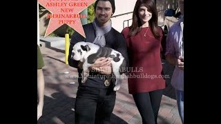 Joe Jonas amp Ashley Greene meet Joe Jonas new blue english bulldog puppy Winston Jonas [upl. by Lumpkin]