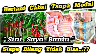 🔴 Peluang Usaha Bisnis Pertanian Cabai Rawit Tanpa Modal‼️Cara Hitung Budidaya Cabai Untuk Pemula ✅ [upl. by Anifares918]