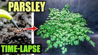 Growing Italian Parsley From Seed Time Lapse 99 Days [upl. by Zipnick]