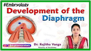 Development of the Diaphragm  Human Embryology [upl. by Lahcear]