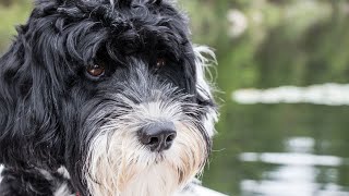 The Amazing Scenting Abilities of Portuguese Water Dogs [upl. by Reisman110]