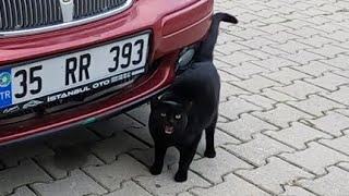 Black cat meowing very loudly is so hungry [upl. by Topping905]