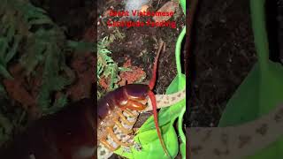 Giant Vietnamese Centipede eats geckoSDehaani centipedefeedinggeckogiantshortvenomous [upl. by Idnod]