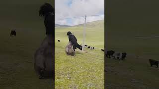 Yak Attack bullfighting wildlife FunnyAnimals PetLovers subscribe [upl. by Lil]