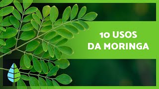 10 BENEFÍCIOS da MORINGA que você não sabia 🌿 [upl. by Martina677]