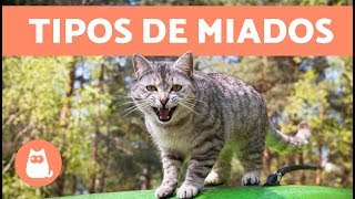 11 SONS DE GATOS e seus SIGNIFICADOS [upl. by Ajed590]