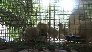 Day Two For Broiler Chicks Cold And Windy [upl. by Anama837]