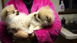 Pomeranian puppies fighting [upl. by Amik]