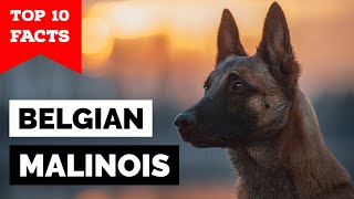 Belgian Malinois  Top 10 Facts [upl. by Rochemont]