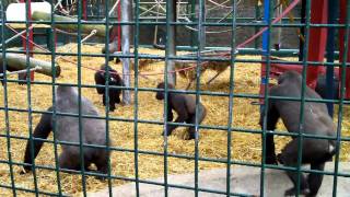 Feeding time in the Gorilla enclosure at Howletts Zoo 190810 HD [upl. by Hsaniva]