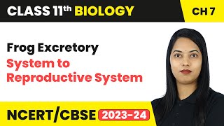 Frog Excretory System to Reproductive System  Structural Organisation in Animals  Class 11 Biology [upl. by Bruns]