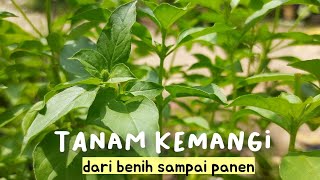 CARA MENANAM KEMANGI DARI BENIH SAMPAI PANEN [upl. by Darnok]