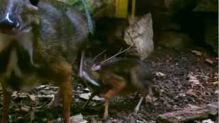 Java Mouse Deer feeding young [upl. by Neeoma]