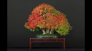 Some deciduous trees from Luis Vallejos bonsai collection [upl. by Laraine]