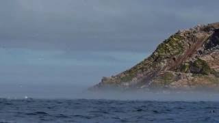 Puffins guillemots razorbills and other sea birds Newfoundland [upl. by Pahl]