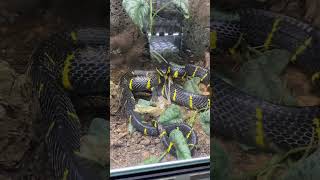 New Mangrove Snake Arrival at The Mins Meet the Latest Addition [upl. by Assehc]