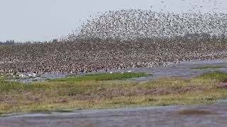 RSPB Snettisham Wader Spectacular  August 2021 [upl. by Lathan203]