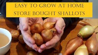 Grow Store Bought Shallots in Buckets at Home The dos and the donts [upl. by Susej915]