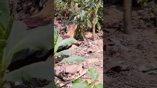 Chicken Farm roostercollection ayam chickenfarm [upl. by Fast]