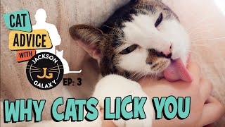 Why Do Cats Lick You Is it Obsession or Affection [upl. by Nitsid415]