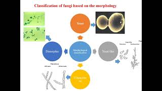 Classification of fungi I Morphological classification of fungi I Fungi Molds I Dimorphism [upl. by Namsu]