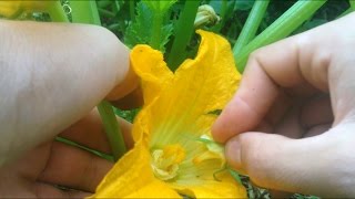 How to hand pollinate pumpkins cucumbers and zucchinis for more produce [upl. by Weywadt760]