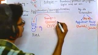 Antibody test qualitative [upl. by Les]