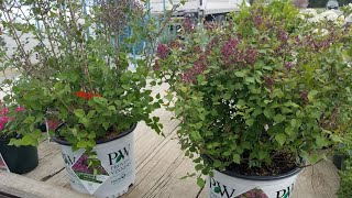 Comparison of Reblooming Lilacs  Bloomerang® Dark Purple vs Dwarf Purple Syringa Proven Winners® [upl. by Mccourt309]