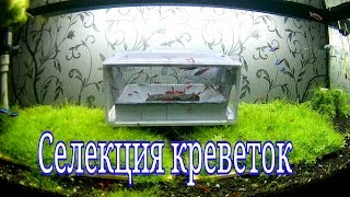 Селекция креветок в аквариуме  Selection of shrimp in the aquarium [upl. by Alket]