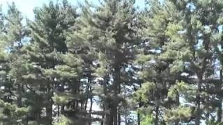 How to Identify Pine Trees [upl. by Hploda173]