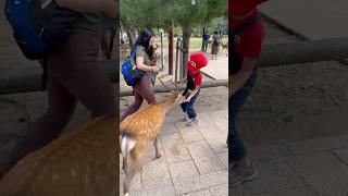 楽しい出会い 鹿との触れ合いに観光客も大喜び  Nara Deer Park in Japan  奈良日 本旅行へずまりゅう奈 良公園 [upl. by Netsirk]