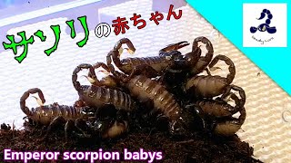 【バブみ】ダイオウサソリのベビー達♪ Emperor scorpion babys！！ [upl. by Emera]