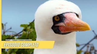 Impresionantes imágenes de la naturaleza salvaje de las Galápagos  Episodio Completo [upl. by Wolliw]