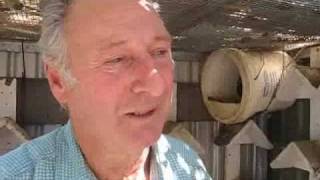 Racing Pigeons from South Australia Alan Brown Part 10001flv [upl. by Lilhak]