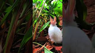 RABBIT BUSY EATING 🍃 rabbiteating rabbitfood rabbit petlifestyle cute cuteanimal pets animal [upl. by Kaslik428]