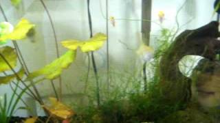 20 Gallon Honey gourami setup [upl. by Novehs]