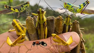 Hunt giant grasshopper monsters‼️catching grasshoppers velvet antsasian yellow praying mantis [upl. by Ademla]