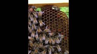 Identifying Queenless Honey Bee Colonies [upl. by Ulita]