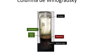 Columna de Winogradsky [upl. by Ai526]