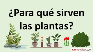 Para que sirven las plantas [upl. by Ezirtaeb692]