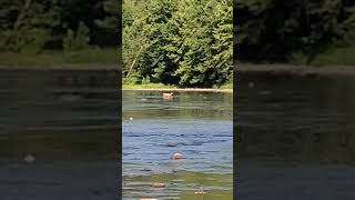 Single deer Crossing Tionesta Creek [upl. by Aeslehs746]